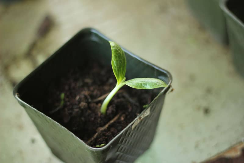 方形塑料花盆里的西葫芦幼苗