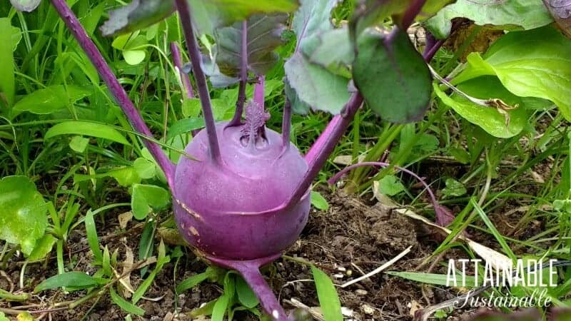 紫色kohlrabi在一个菜园里