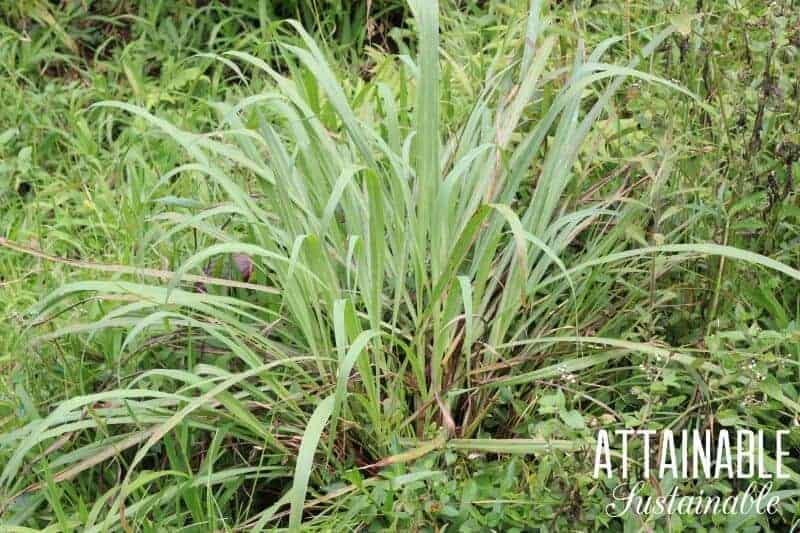 柠檬草很容易种植，也很漂亮。在自己的花园里种植柠檬草意味着当菜谱需要这种草药时，你就可以手边有它。