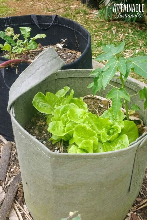 生菜在织物容器