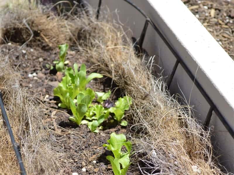 在初学者的锅中种植蔬菜：为您的城市园区选择*正确的容器可以使您的有限空间有效。