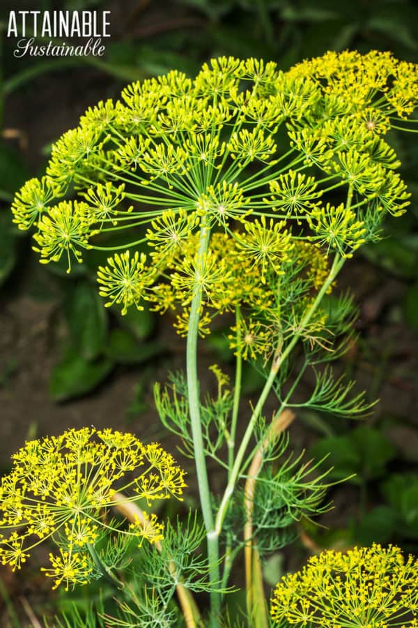 与黄色花的莳萝花头