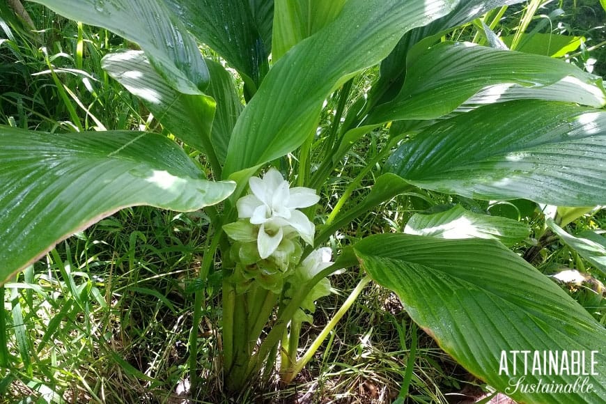 种植姜黄植物，绿色与白花