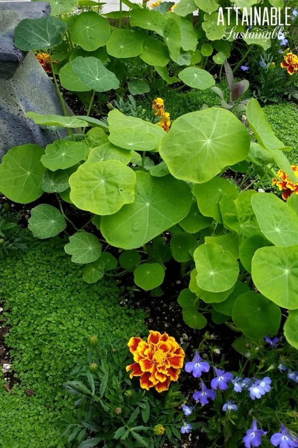 可食用旱金莲的叶子与万寿菊的花在花园花盆中