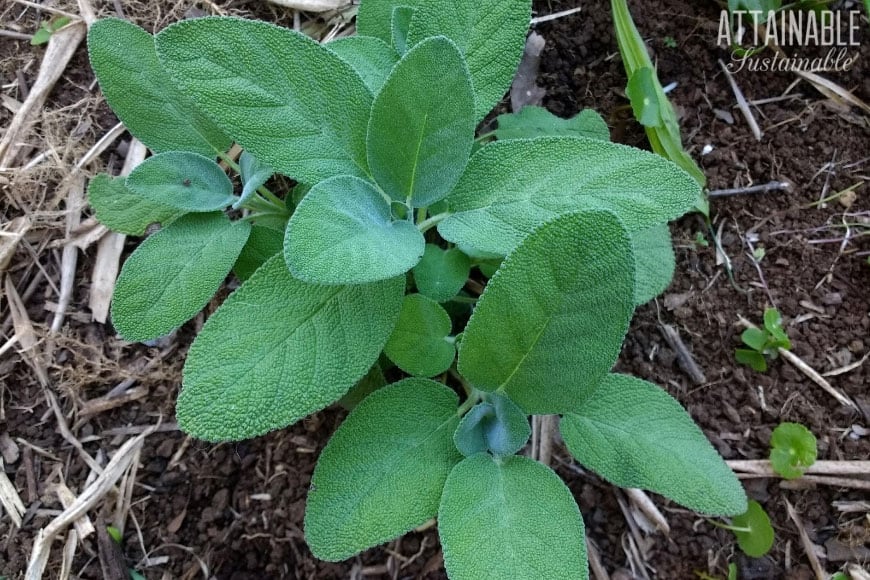 生长在花园土壤中的鼠尾草