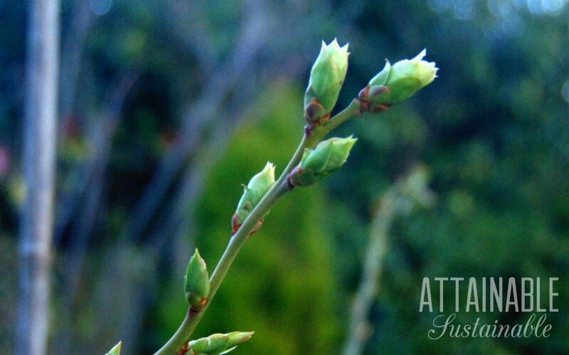 种植蓝莓是自己生产水果的好方法。你不需要很大的空间——它们在容器里做得很好。