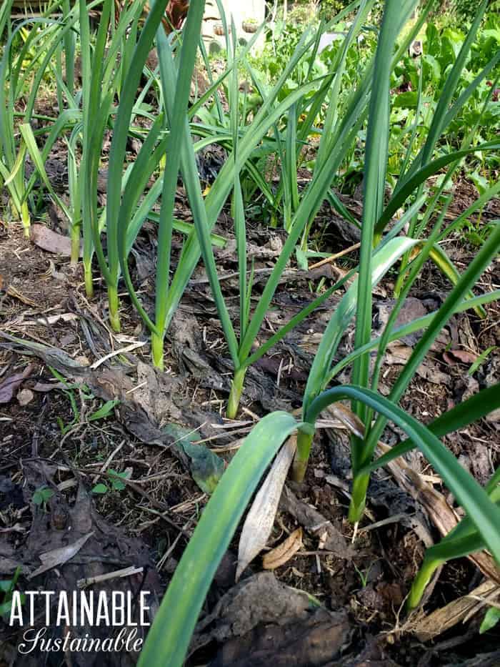 蔬菜园里种植的大蒜