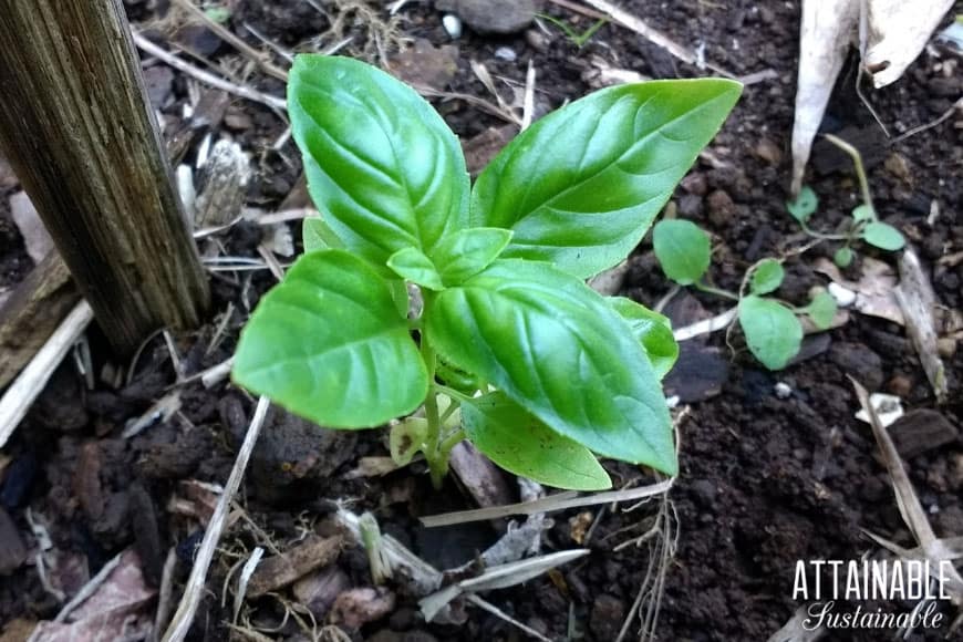 年轻罗勒植物