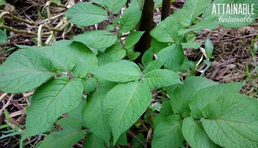 关闭植物叶子在庭院里