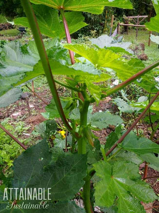 秋葵植物 - 耐热耐热蔬菜之一