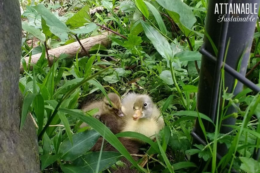 在绿草的两只黄色鸭子