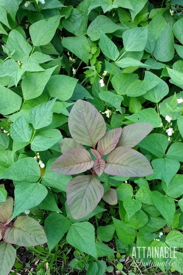 从上面种植绿豆，用苋菜植物