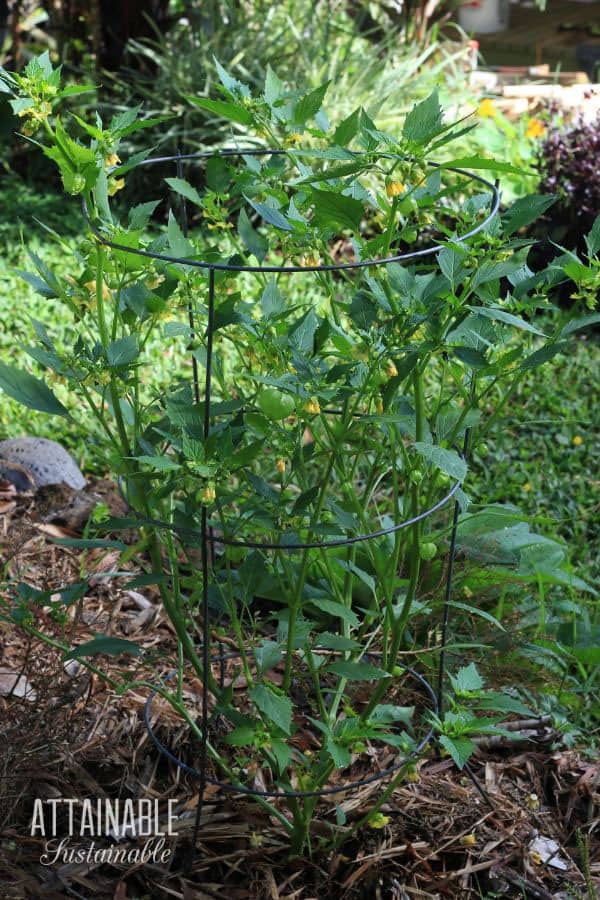 在番茄笼中种植番茄