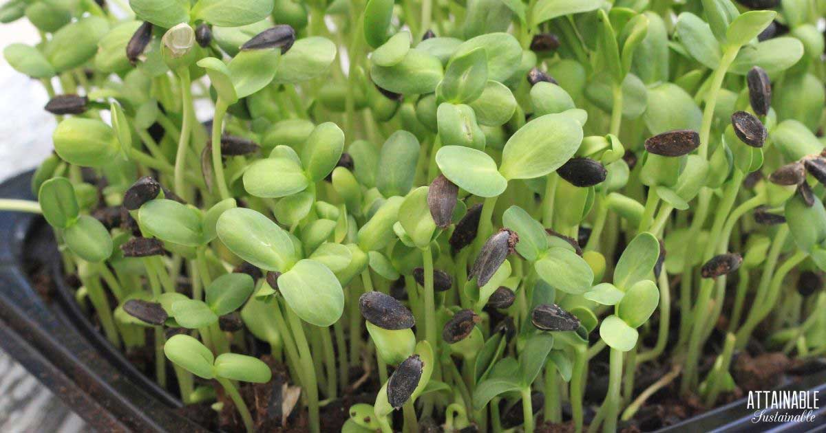 向日葵豆芽 健康成长microgreens 可达到sustainable Yabo30 Yabo30 亚博55 亚博不安全吗