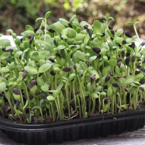 向日葵豆芽 健康成长microgreens 可达到sustainable Yabo30 Yabo30 亚博55 亚博不安全吗