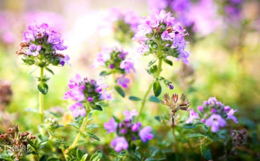 百里香植物的紫色花朵