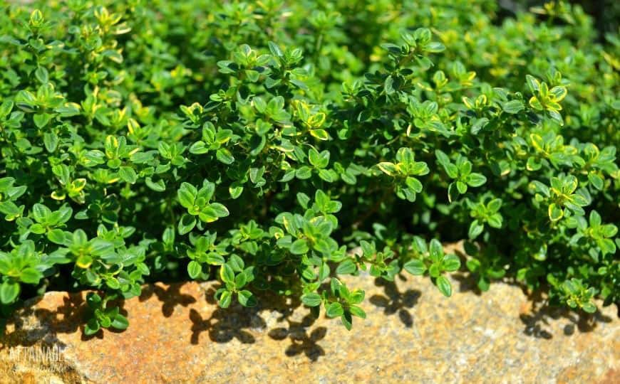 百里香草本植物的特写